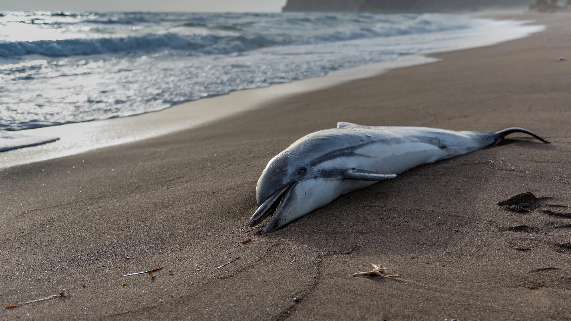 Notizie dalla Costa Azzurra Lunedi 14 agosto:delfino trovato morto su una spiaggia di Antibes